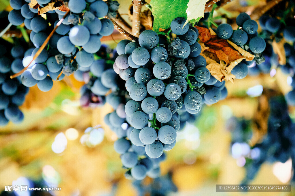 饱满紫葡萄挂于藤蔓间