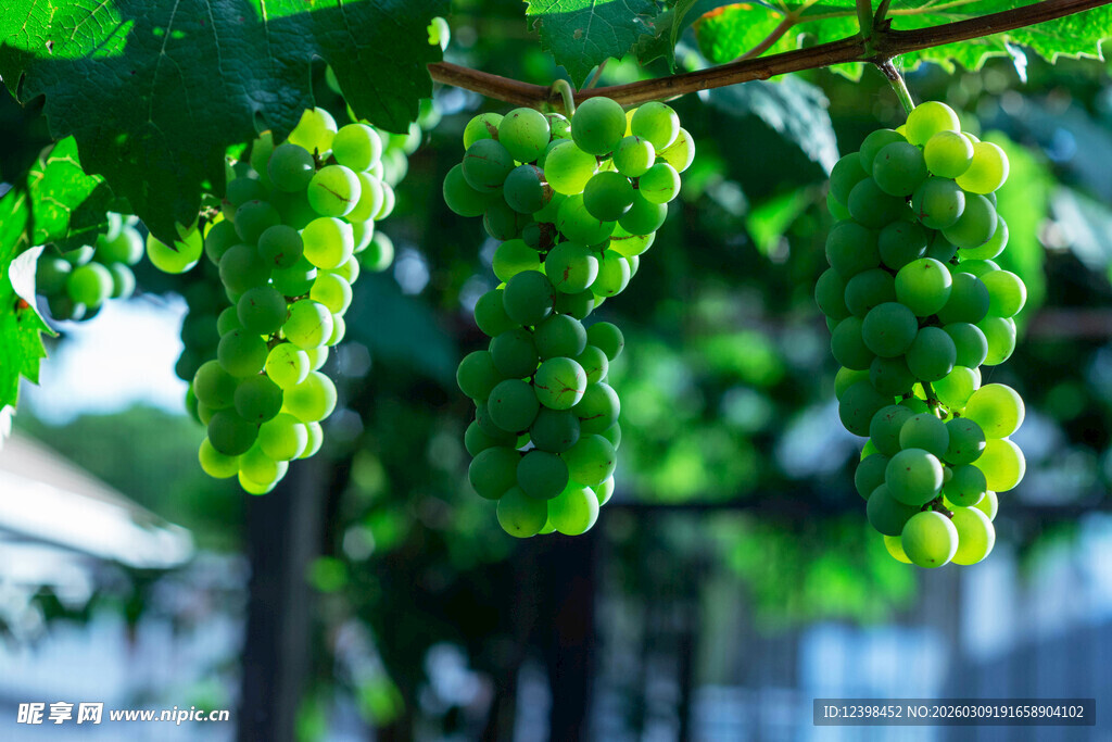 绿葡萄