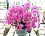 蝴蝶兰花