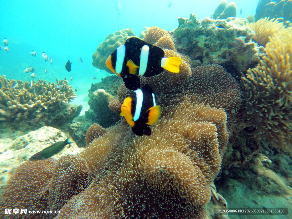 珊瑚礁海葵和小丑鱼