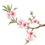 粉色桃花枝