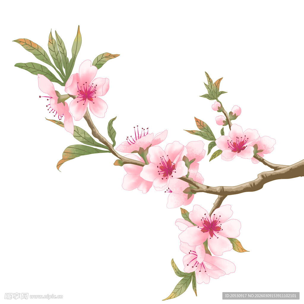 粉色桃花枝