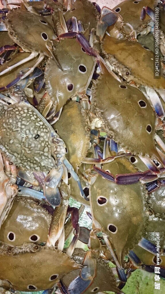 鲜活螃蟹堆叠