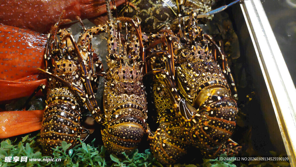 鲜活大龙虾展示