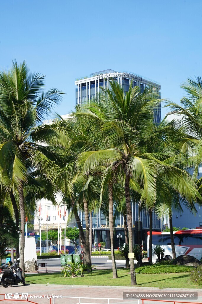 海滨城市的椰树与建筑景观