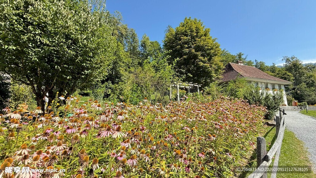 路边繁花盛开的美丽景致