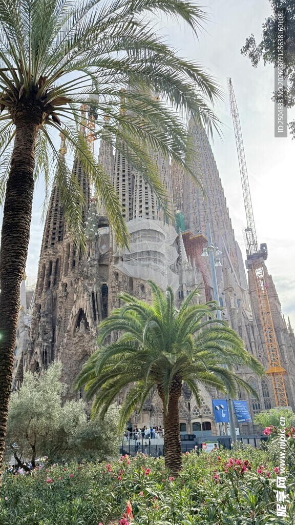 城市中的棕榈树景观