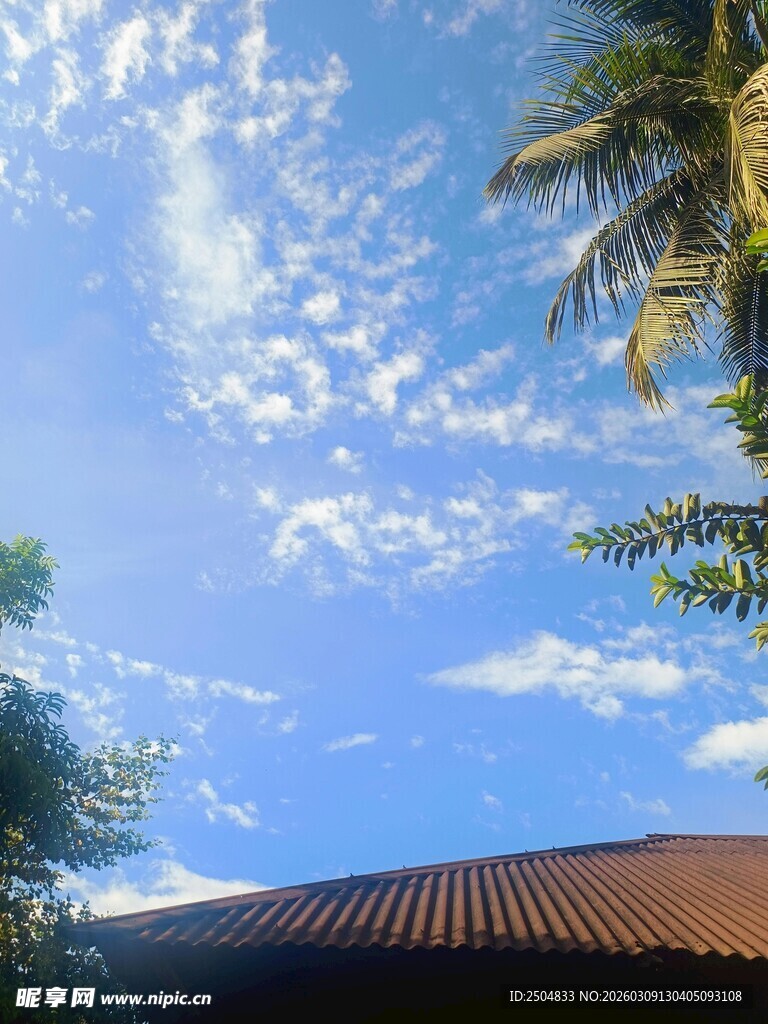 蓝天椰树屋顶美景