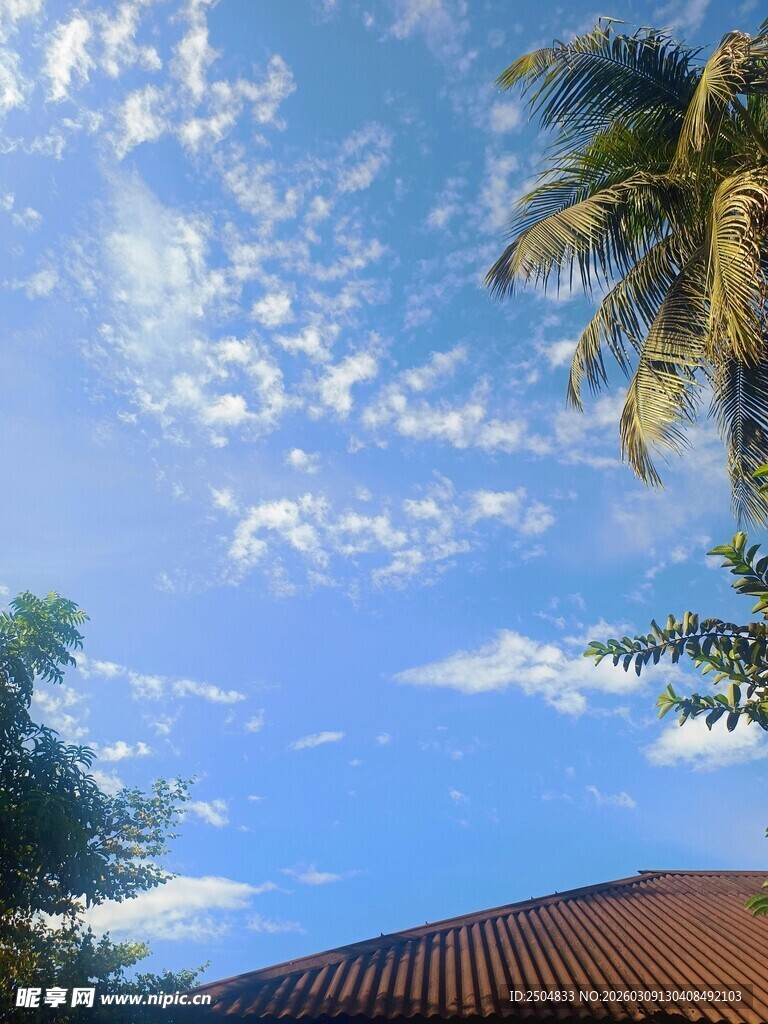 蓝天椰树屋顶美好景致