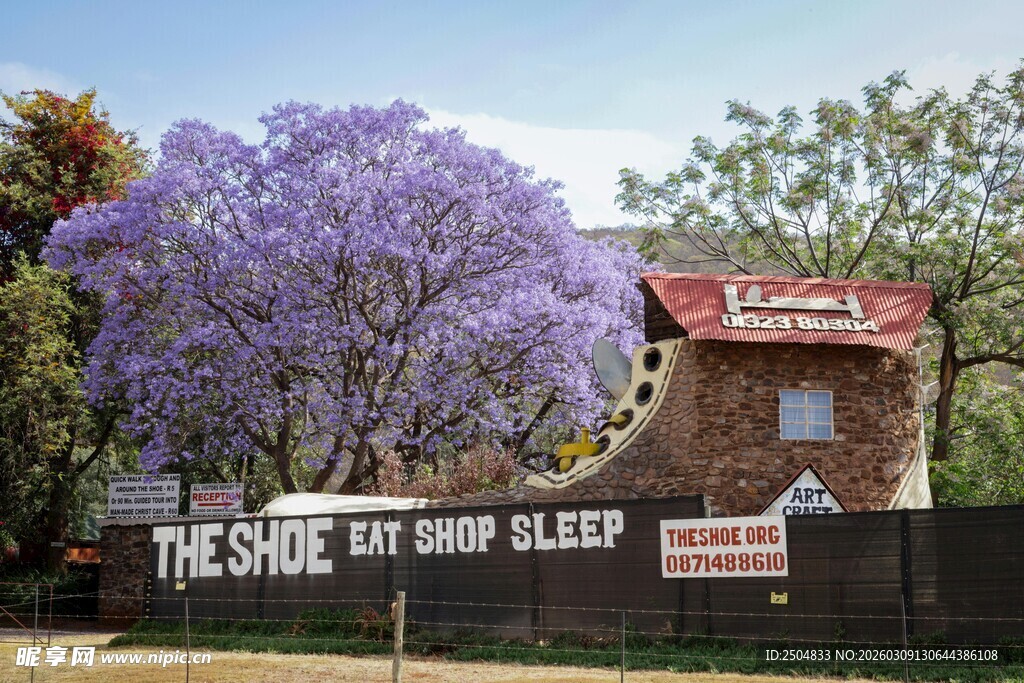 蓝花楹下的街边小店