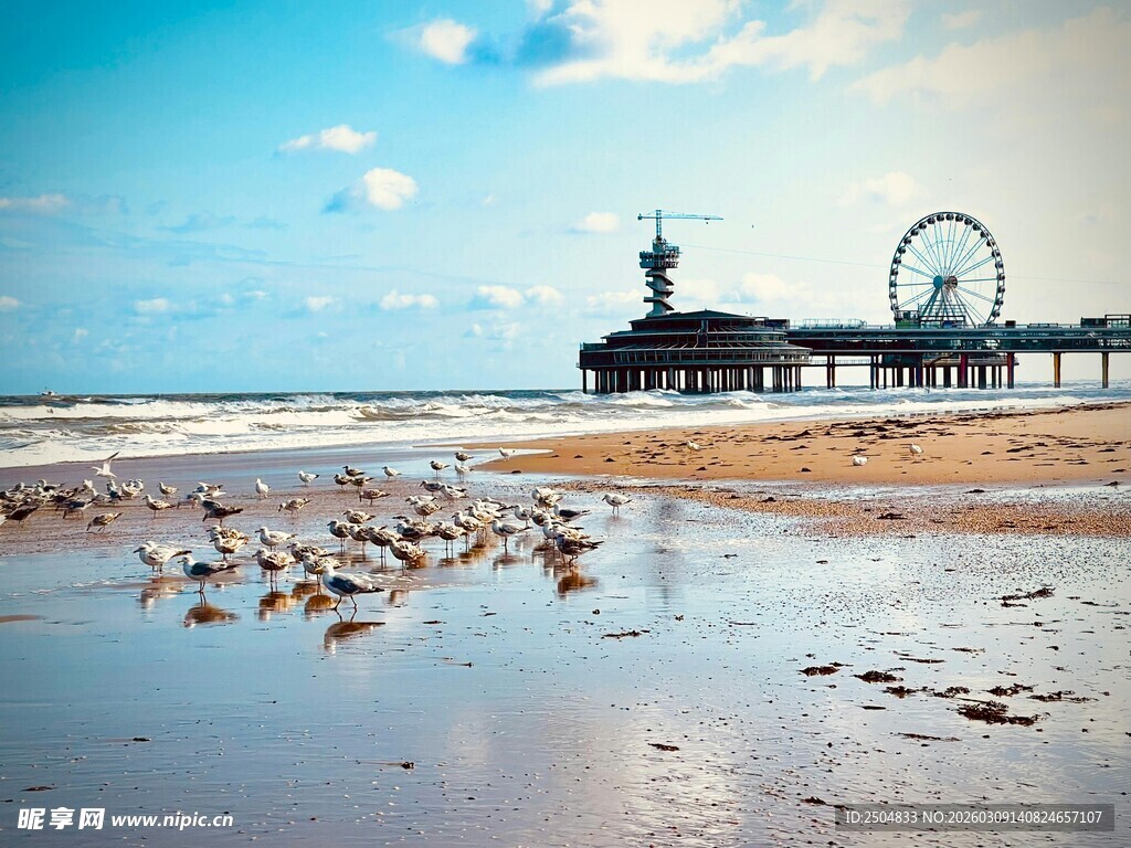海滩上的海鸟与远处栈桥