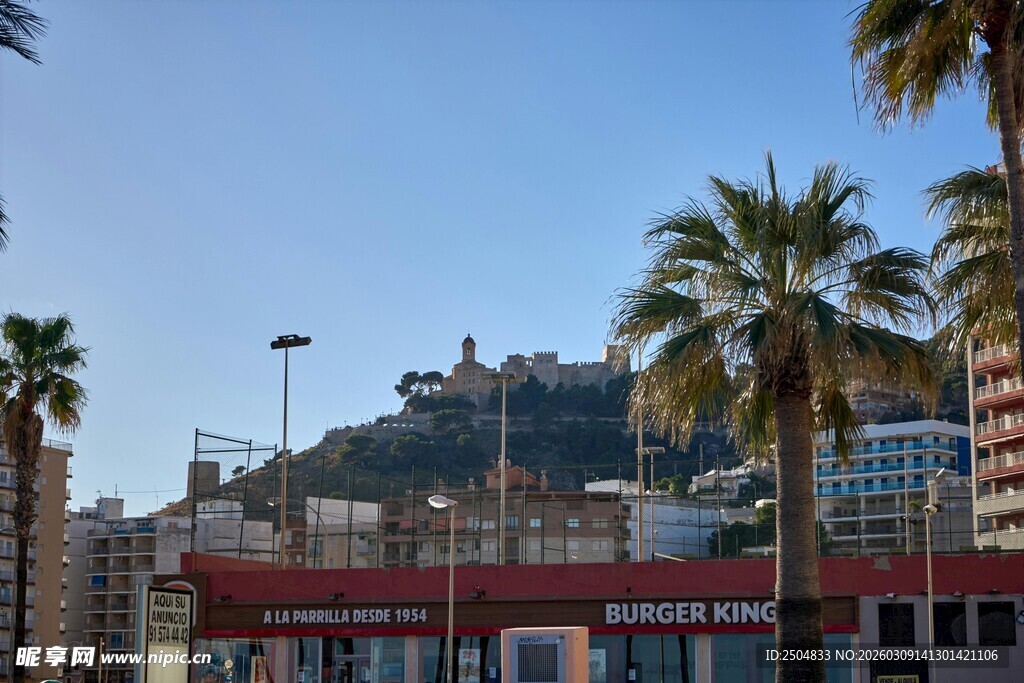 城市中带棕榈树的山丘景观