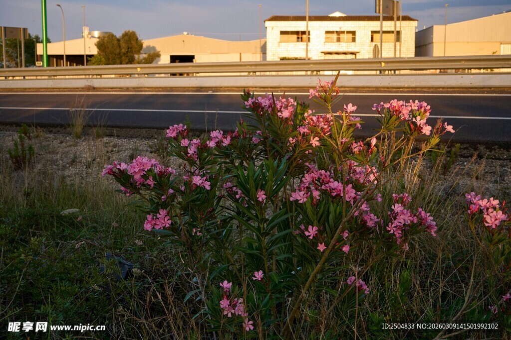 路边绽放的粉色美丽小花