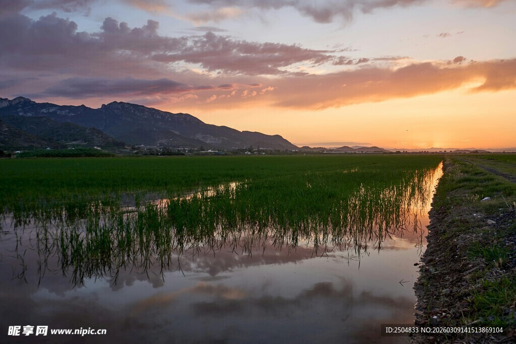 夕阳下的水田美景