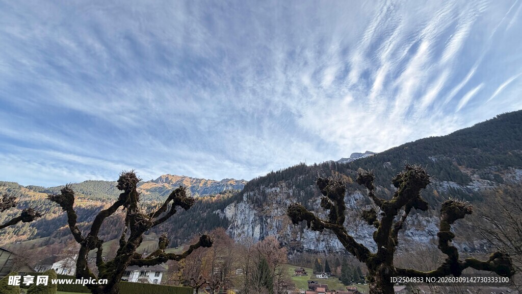 荒凉山地枯树景观