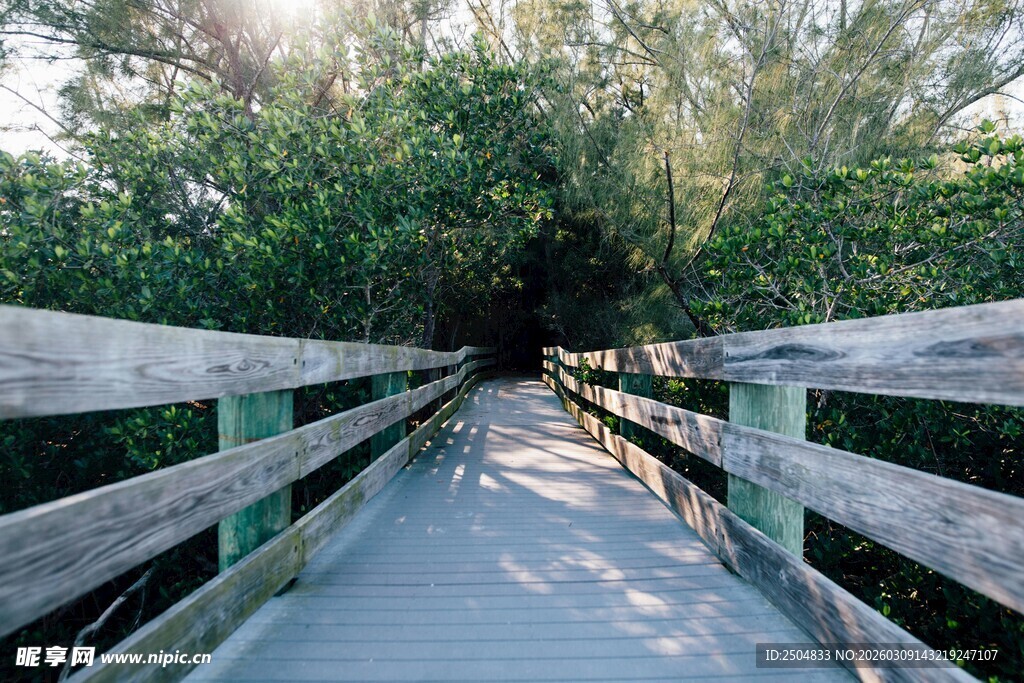 林间木栈道 自然静谧之景