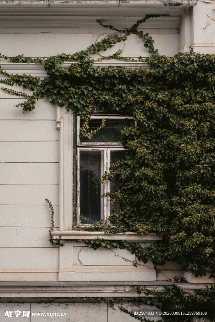 爬满常春藤的白色窗户
