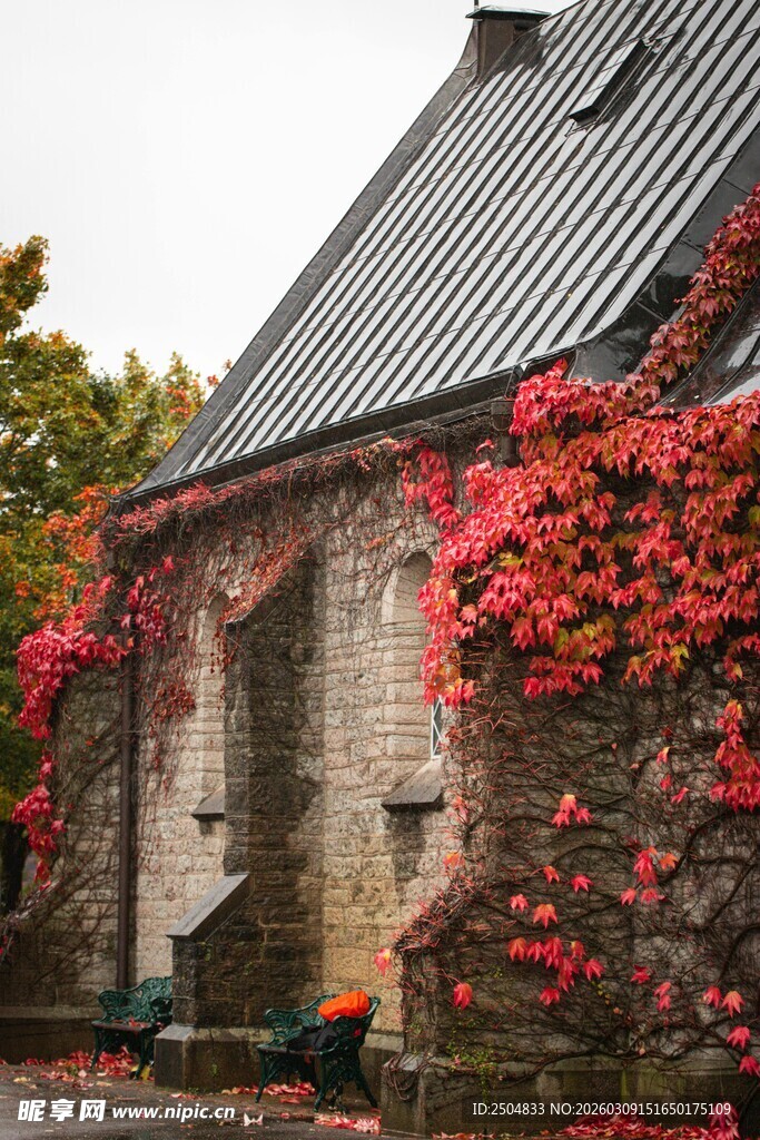 秋日爬满红叶的古朴小屋