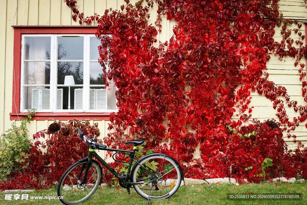 爬满藤蔓的屋子与自行车