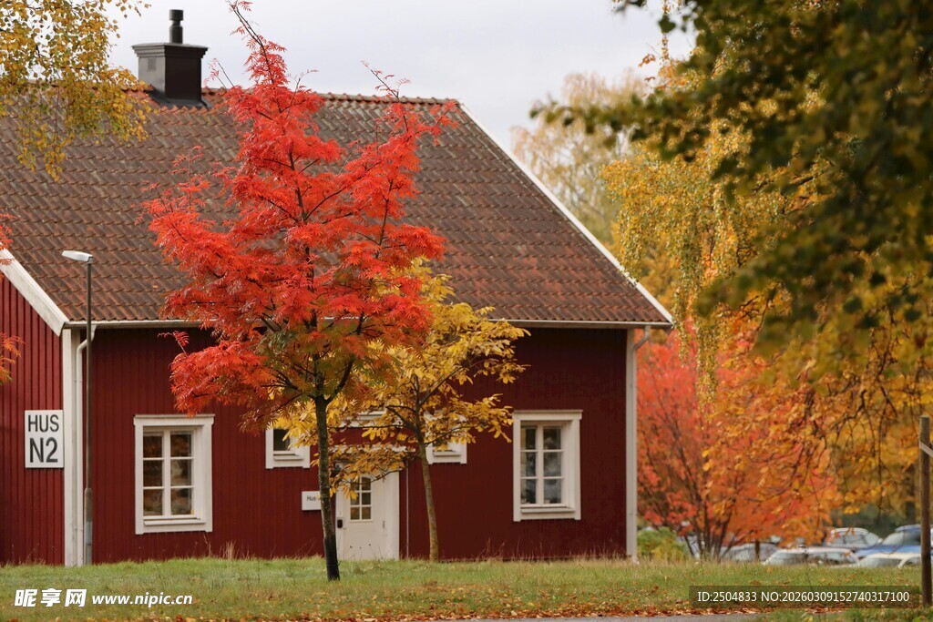 秋日红屋旁的绚烂枫树