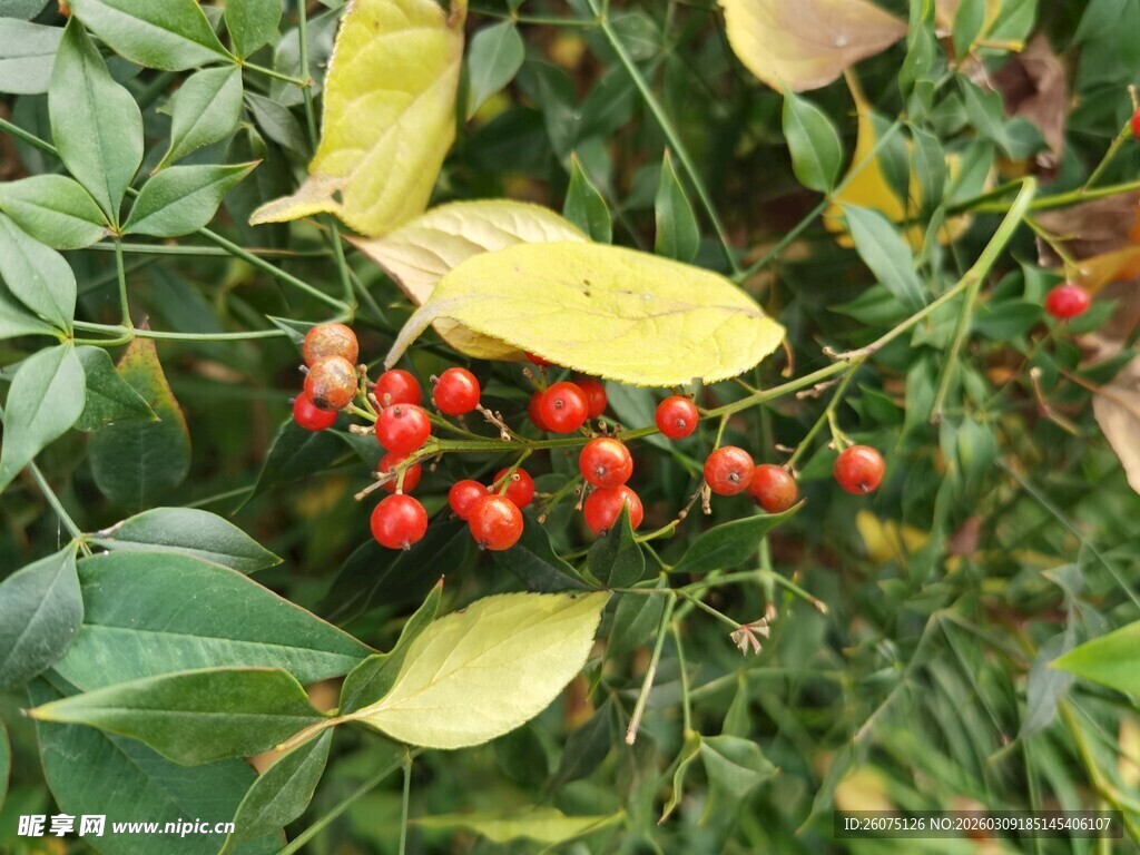 红果绿叶植物特写