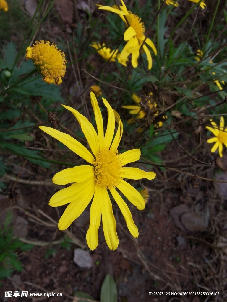 黄色雏菊绽放于土地