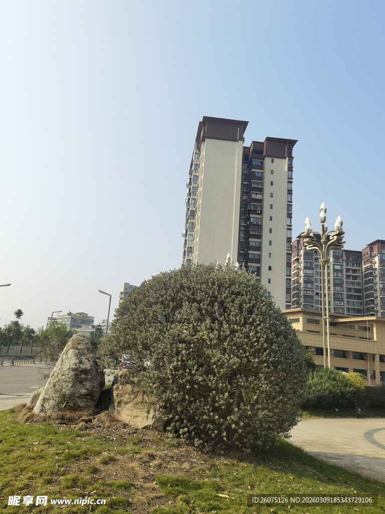 城市绿地中的高楼景观