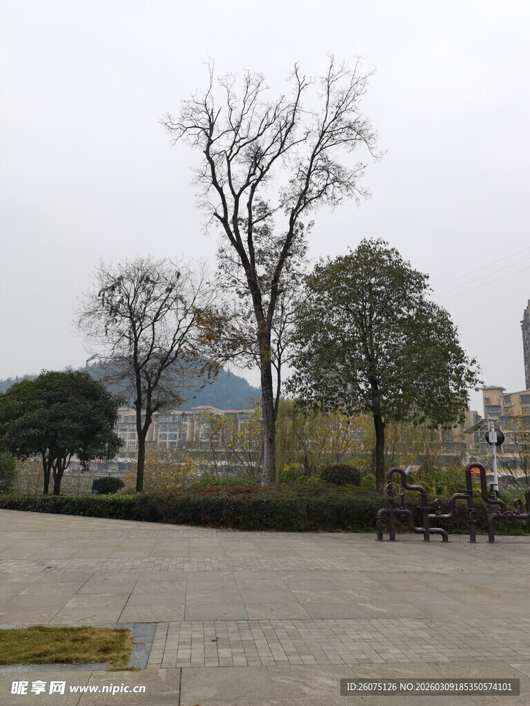 户外空旷场地与树木景观