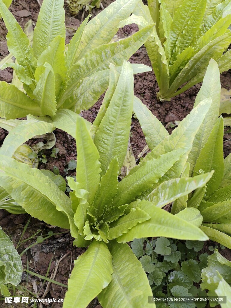 嫩绿植物叶片特写