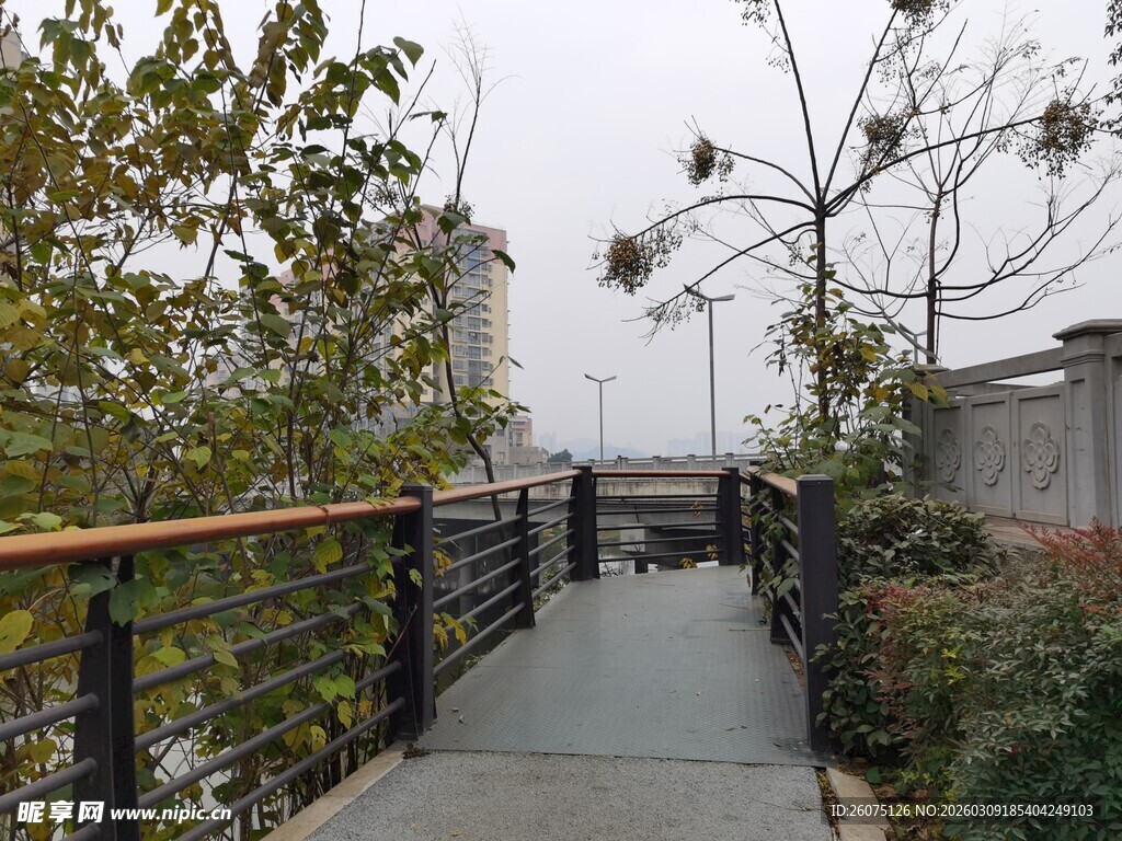 林间漫步小道静谧自然景