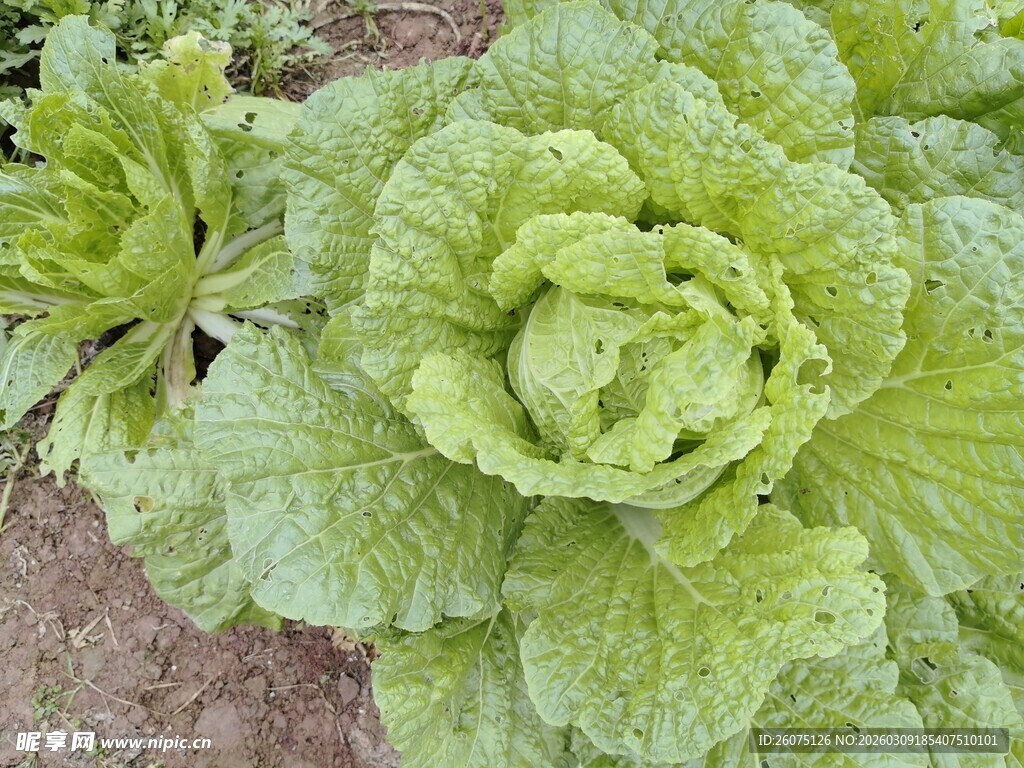 田间嫩绿大白菜