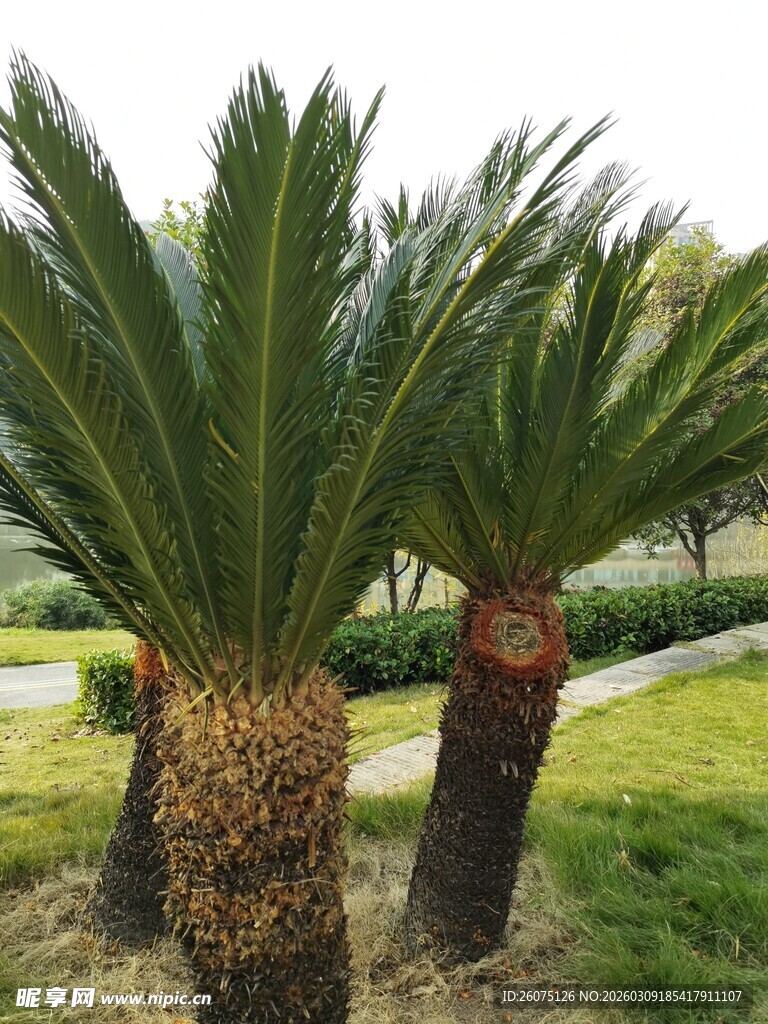户外挺拔的苏铁植物景观