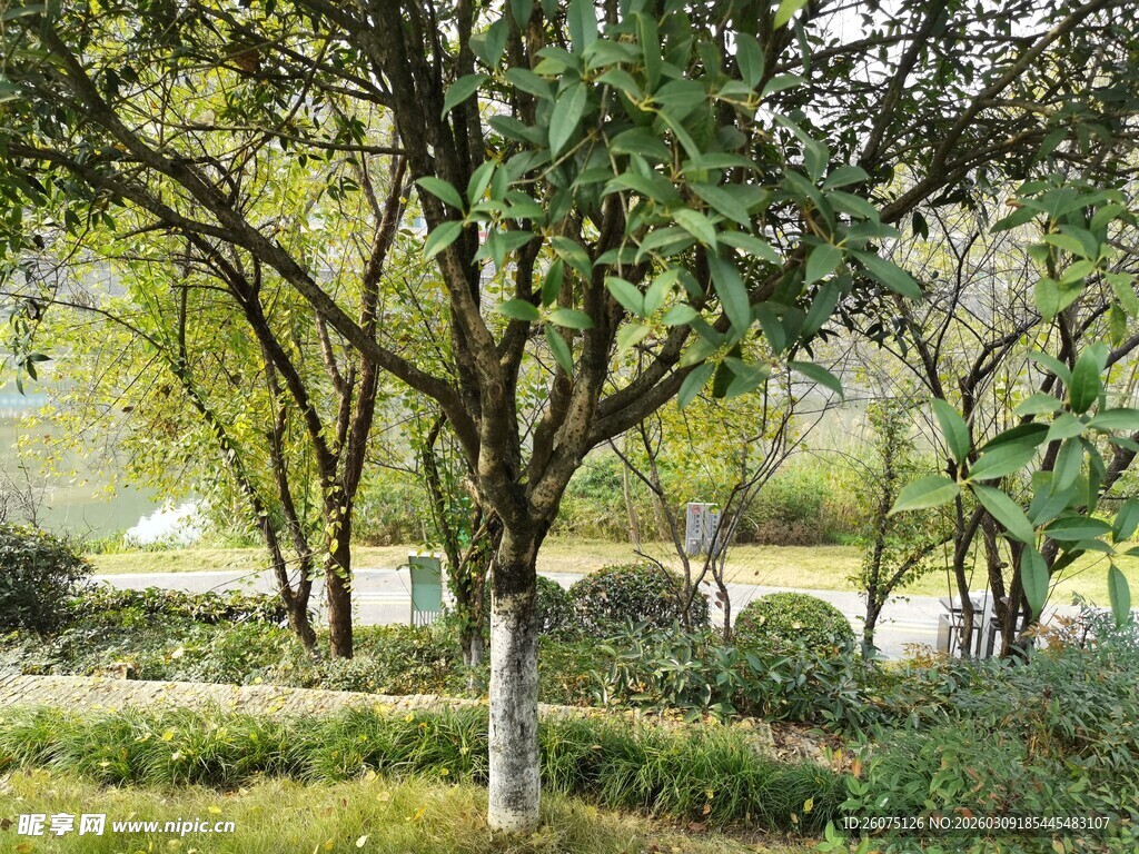 公园绿意盎然的树木景观