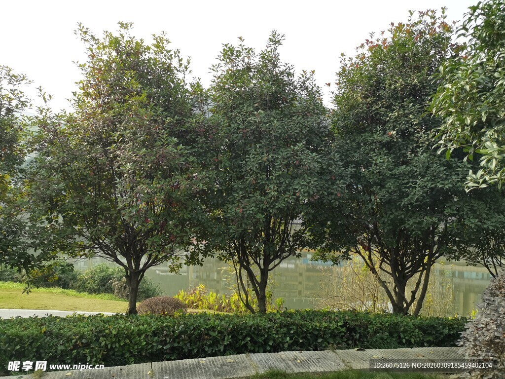 绿树成荫的户外风景