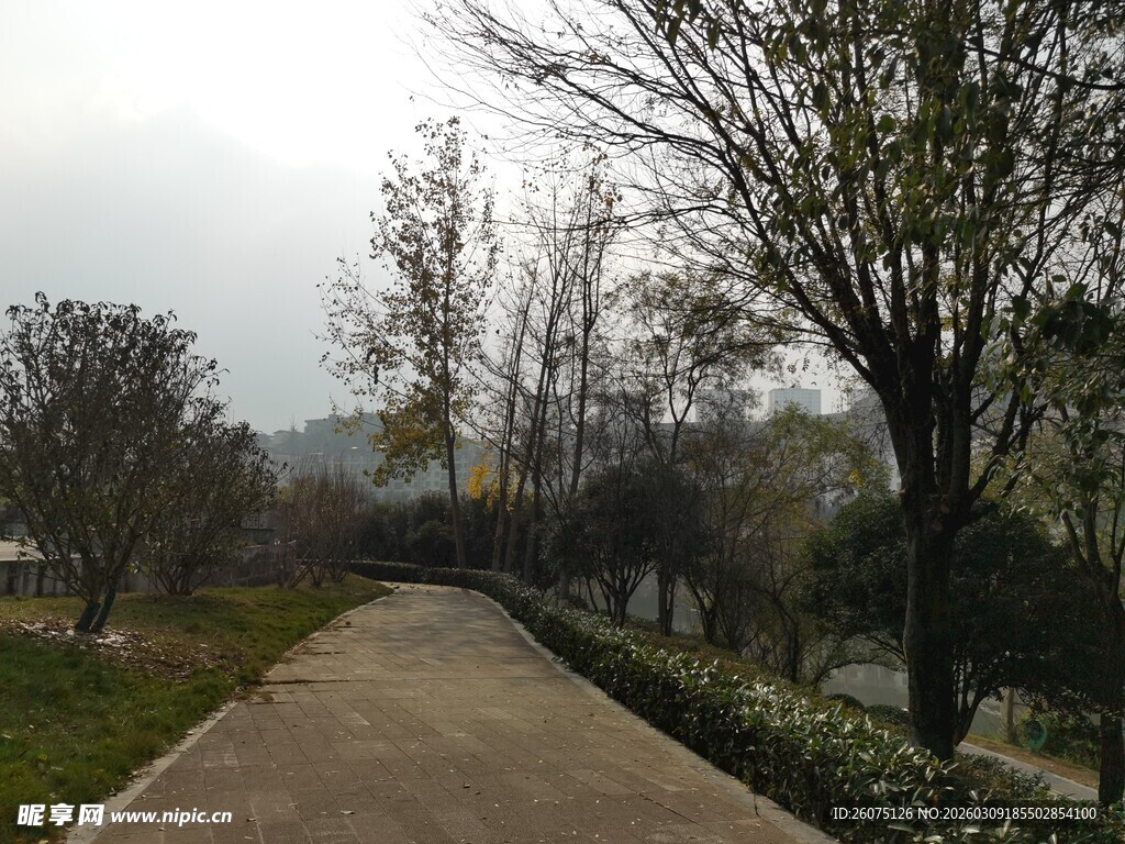 林间小径静谧自然之景