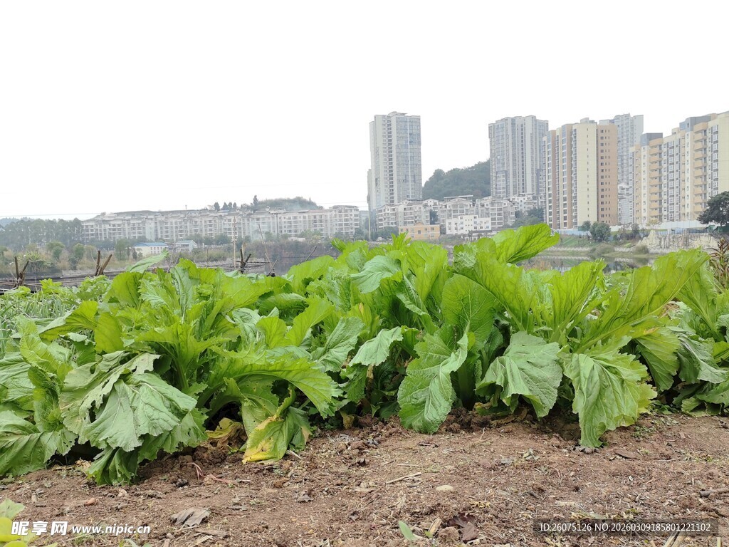 城市边的绿色农田