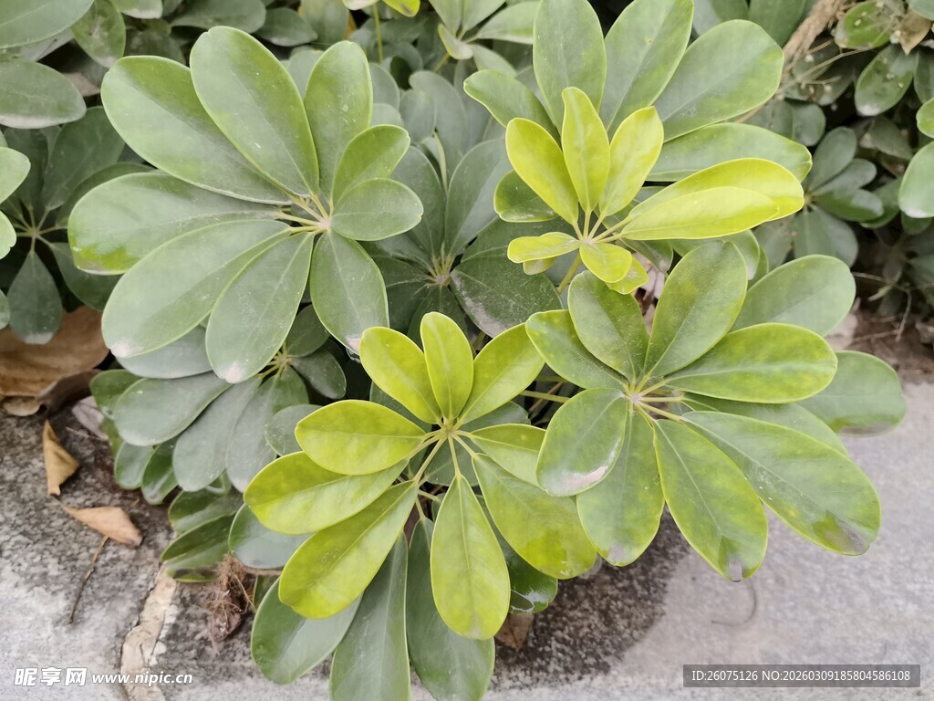绿叶植物特写