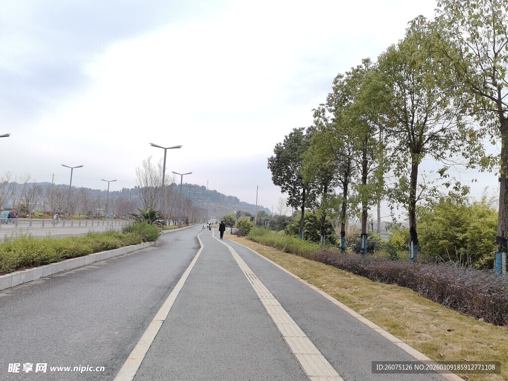 宽阔公路旁绿树成荫