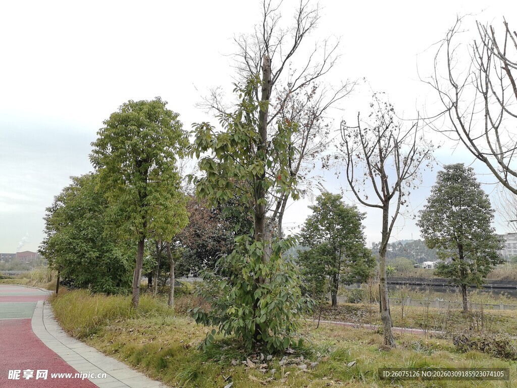 乡村蜿蜒小路旁的树木