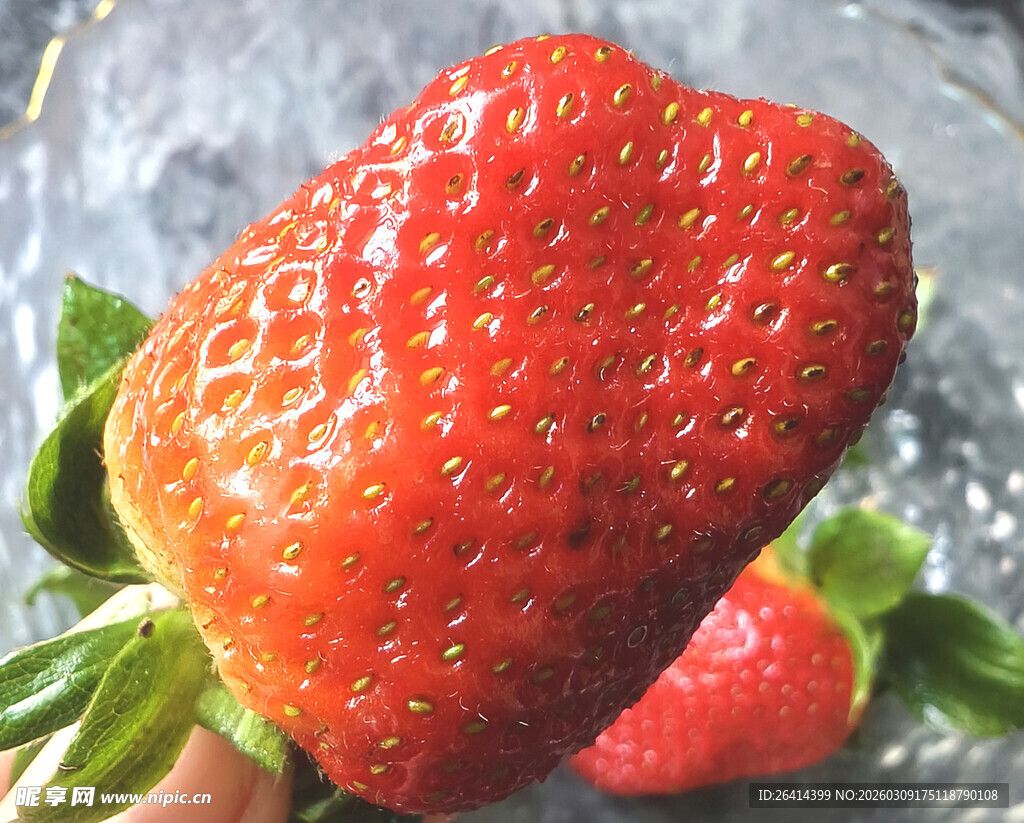 新鲜诱人的大颗草莓
