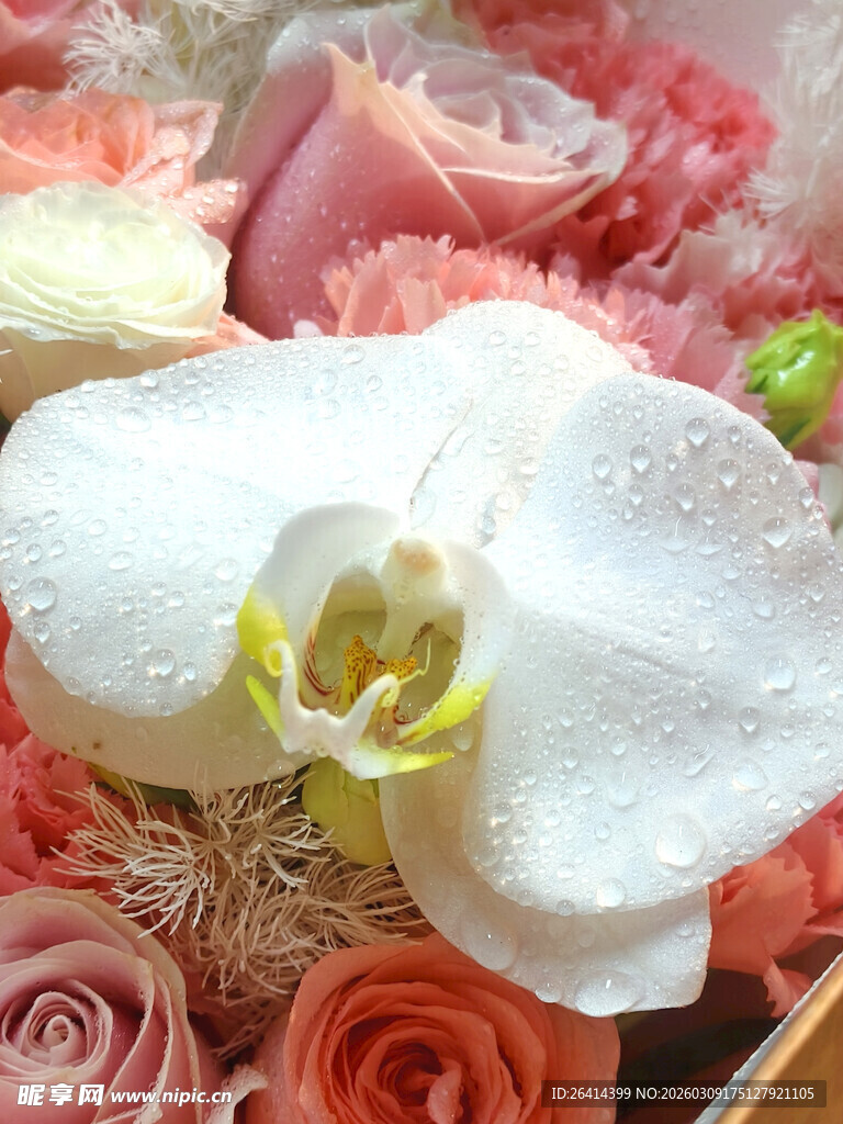 娇艳兰花与多彩玫瑰组合