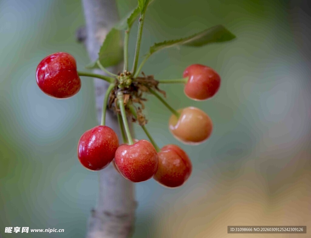 枝头饱满鲜艳的红樱桃