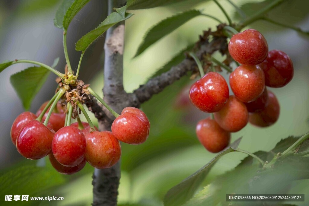 枝头红樱桃