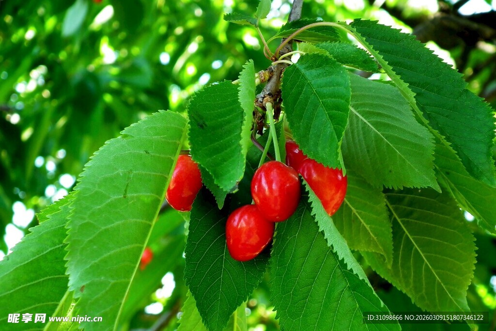 枝头红樱桃