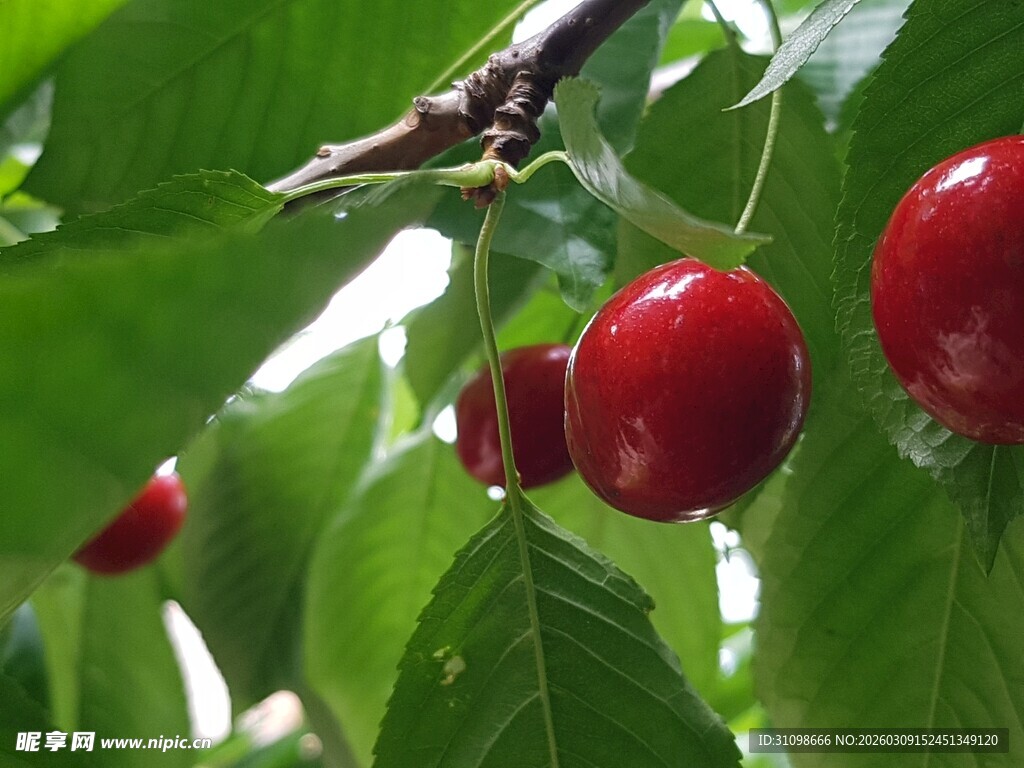 枝头红樱桃