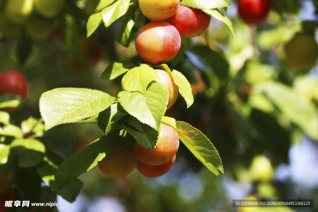 枝头红果绿叶相映成趣