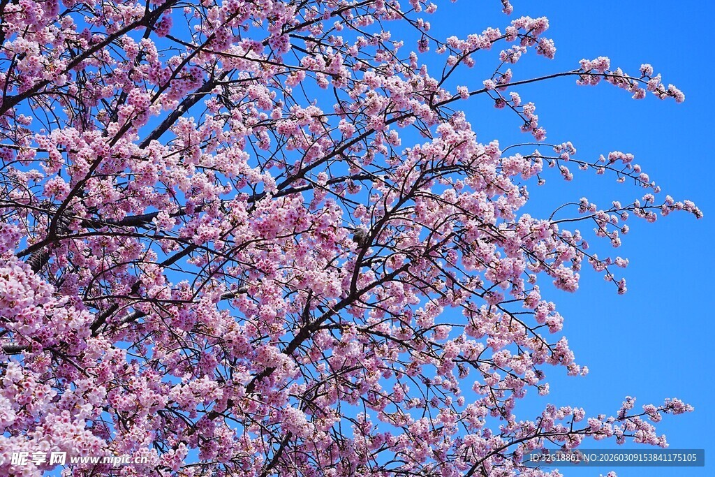 春日烂漫樱花枝头绽放