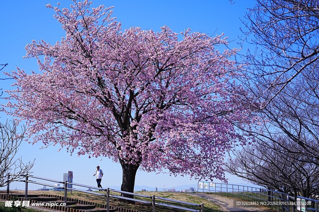 盛开的粉色樱花树