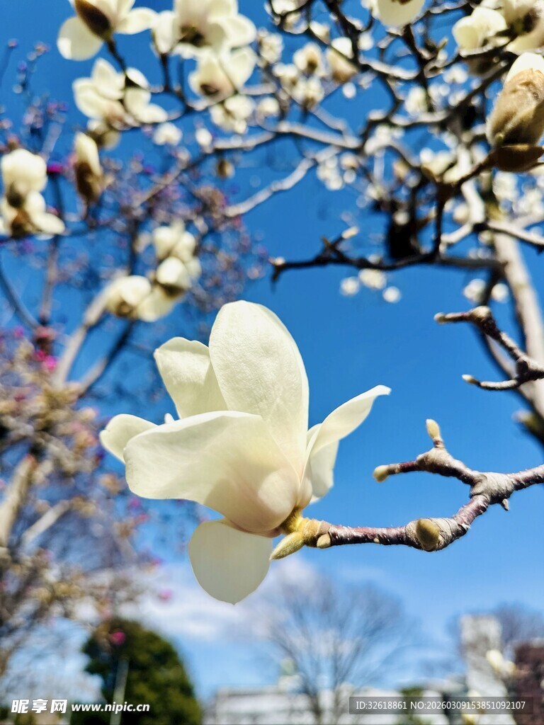 玉兰花绽放于蓝天之下