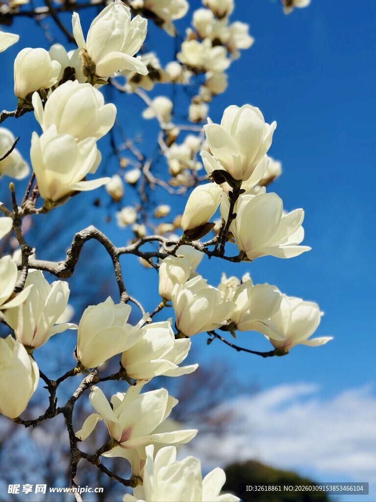 蓝天映衬下的洁白玉兰花